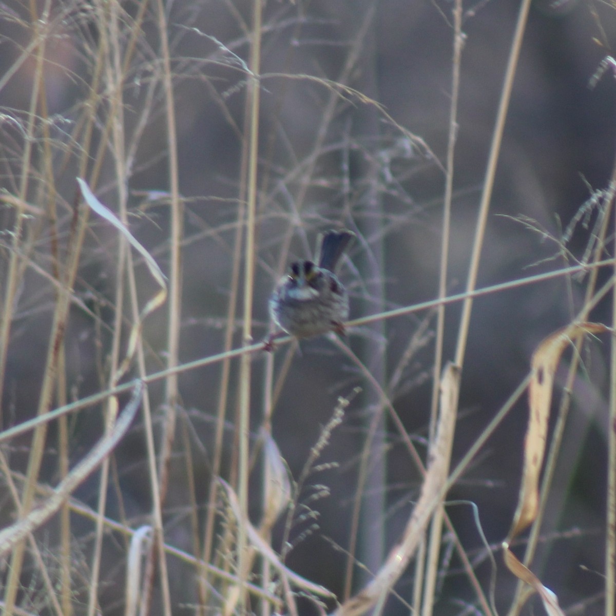 White-throated Sparrow - Nate Peterson