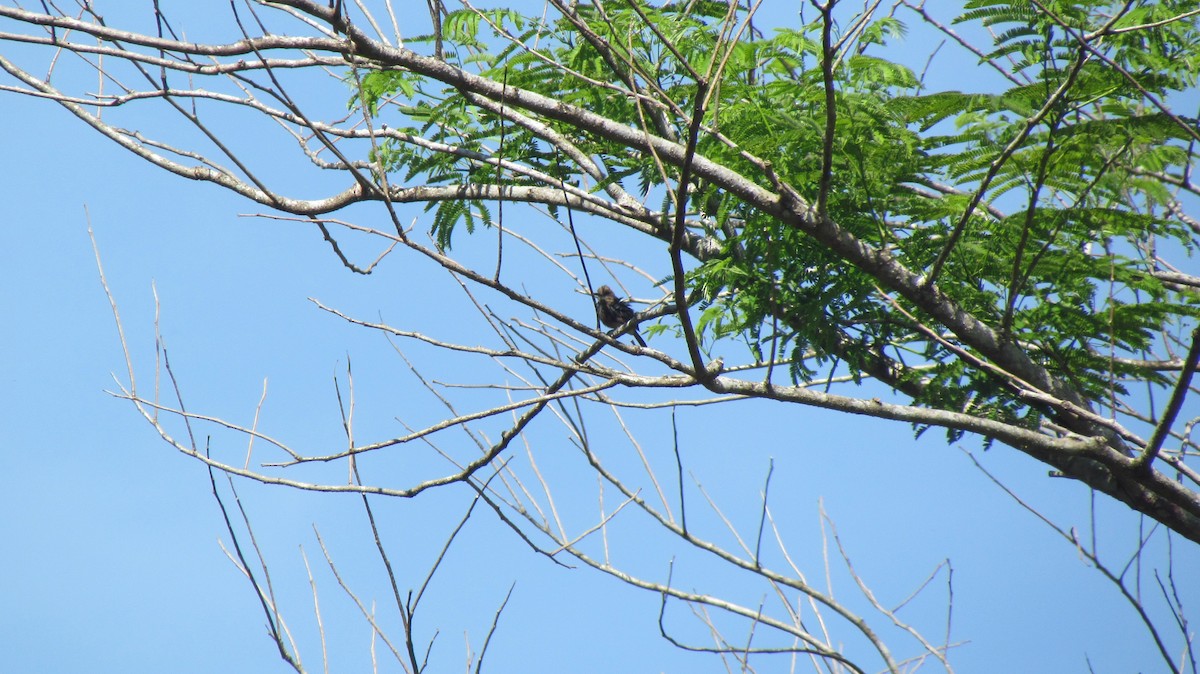 Pale-headed Jacamar - ML416507631