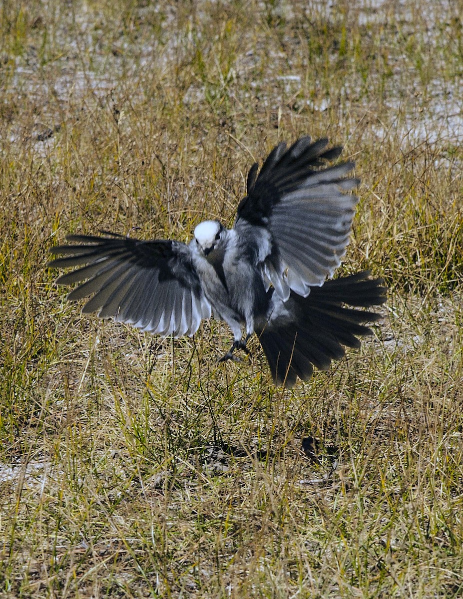 Canada Jay - Cliff Peterson