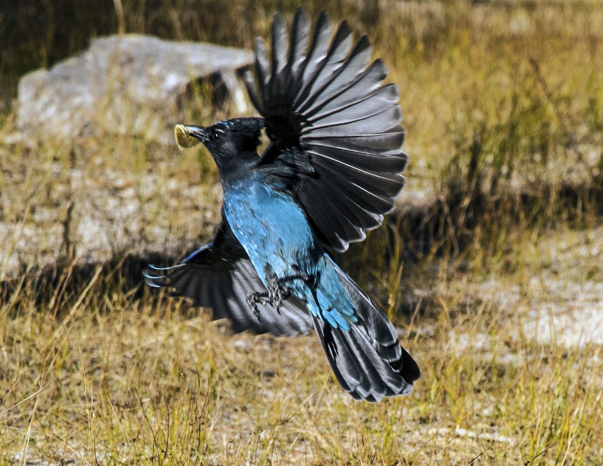 Steller's Jay - ML41651341