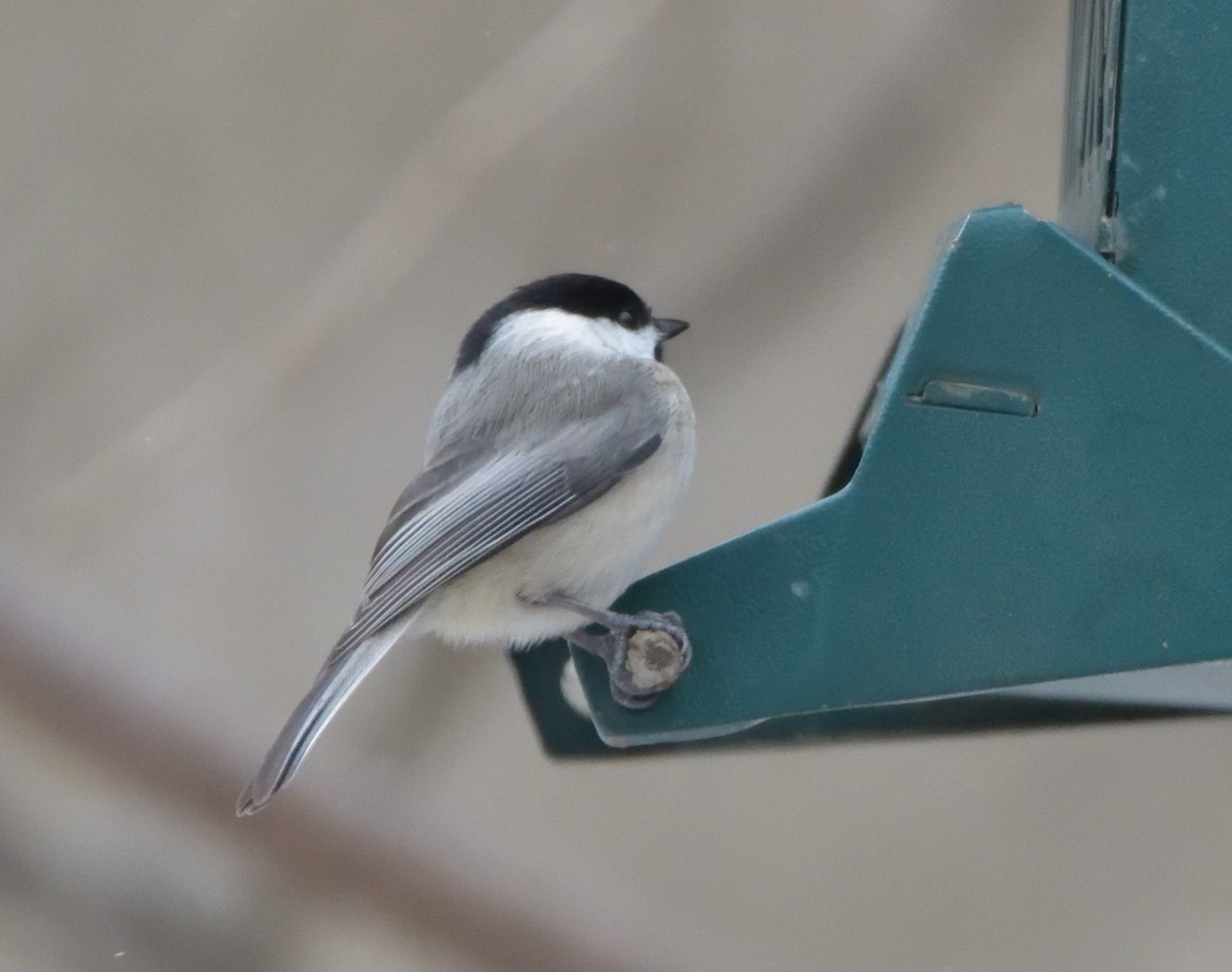 Carolina Chickadee - ML416513521