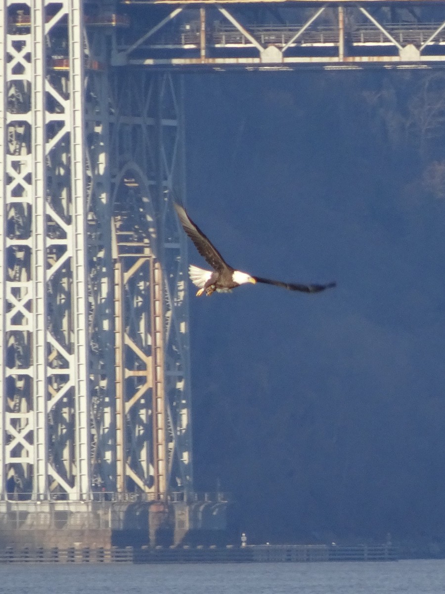 Bald Eagle - Stephen Chang