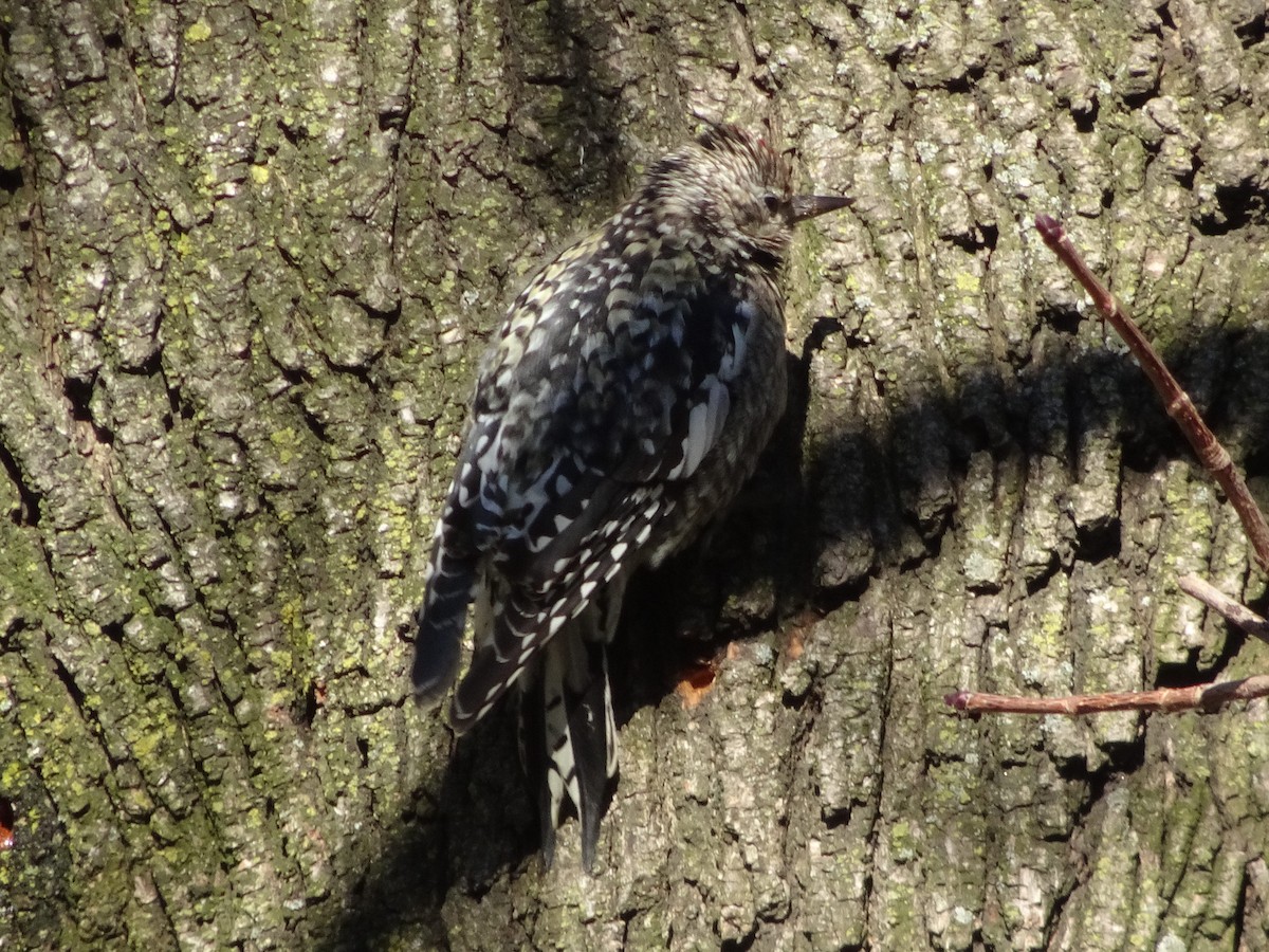 Yellow-bellied Sapsucker - ML416514651