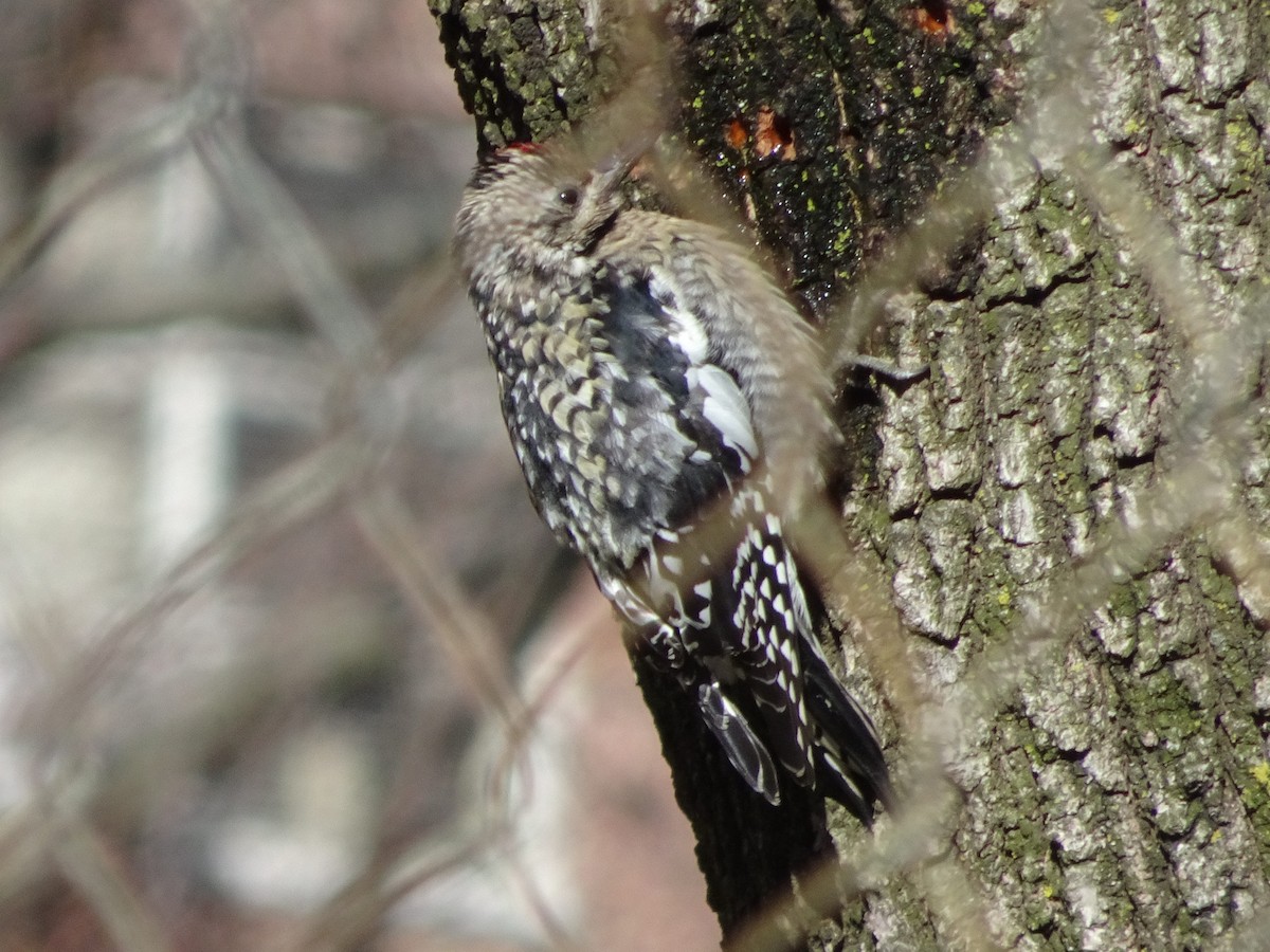 Yellow-bellied Sapsucker - ML416514721