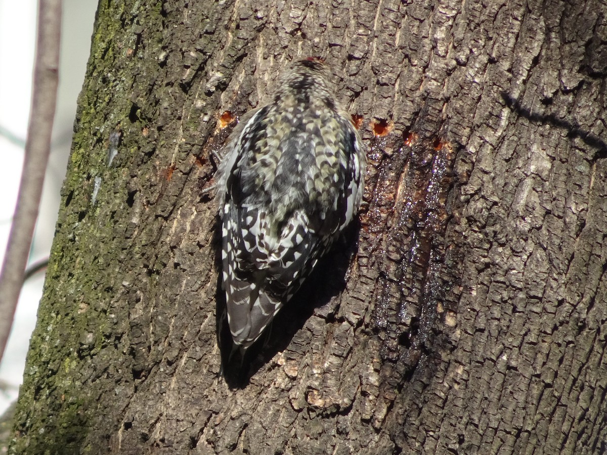 Yellow-bellied Sapsucker - ML416514731