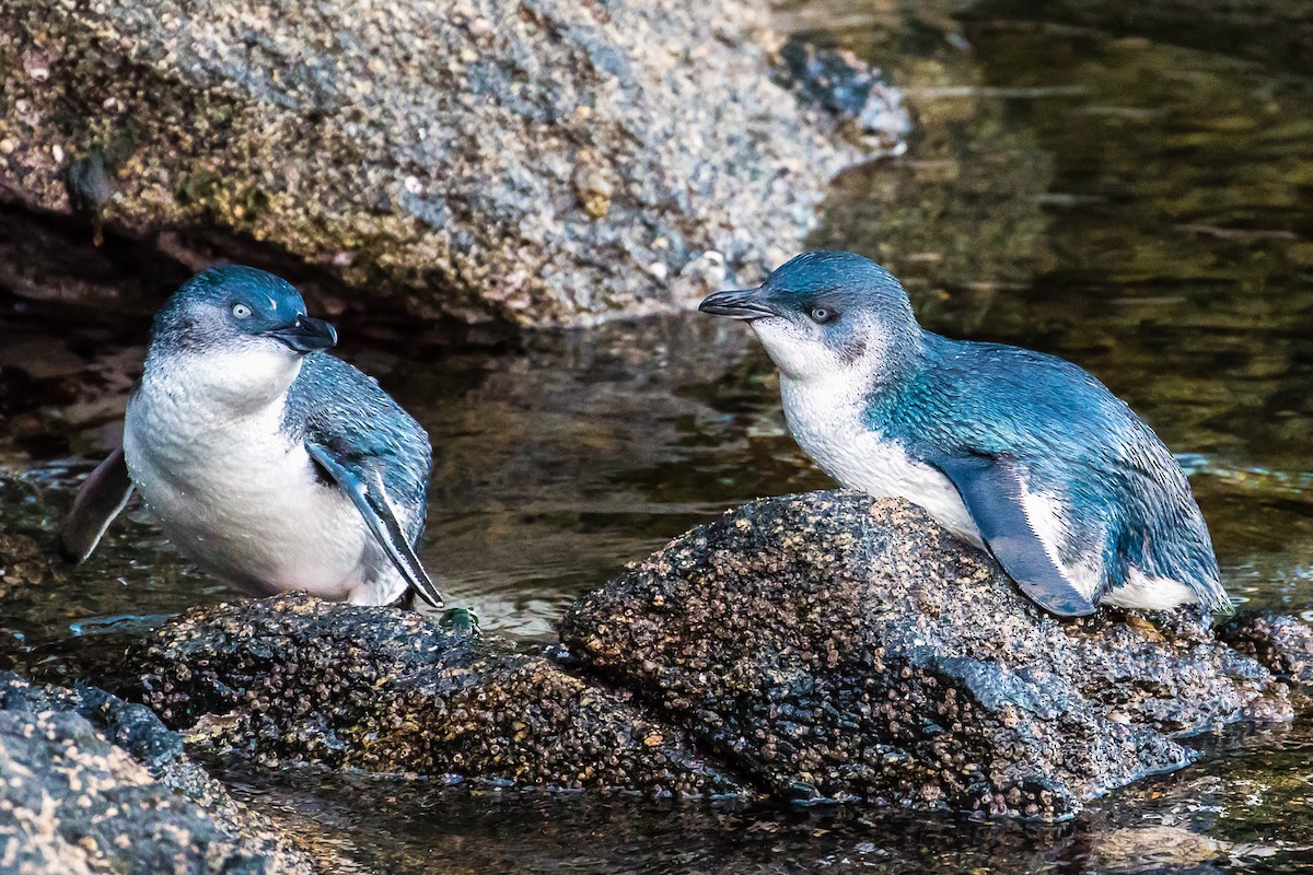 Little Penguin - ML41651631