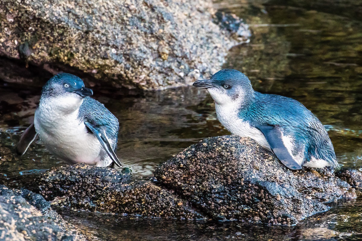 コビトペンギン - ML41651631