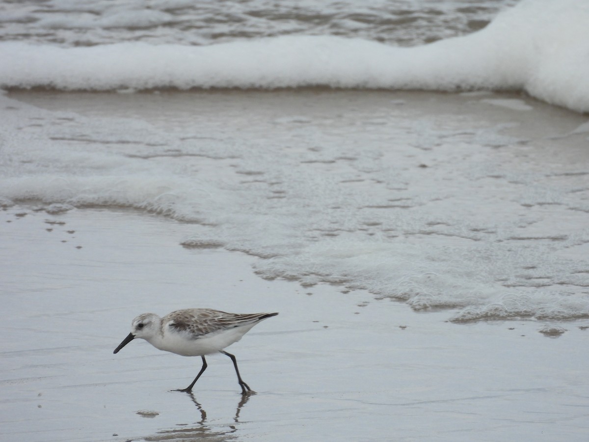 Sanderling - ML416517111