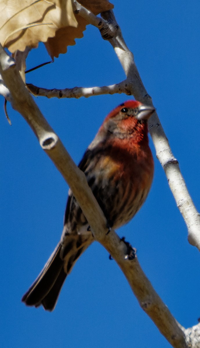 House Finch - ML416517151