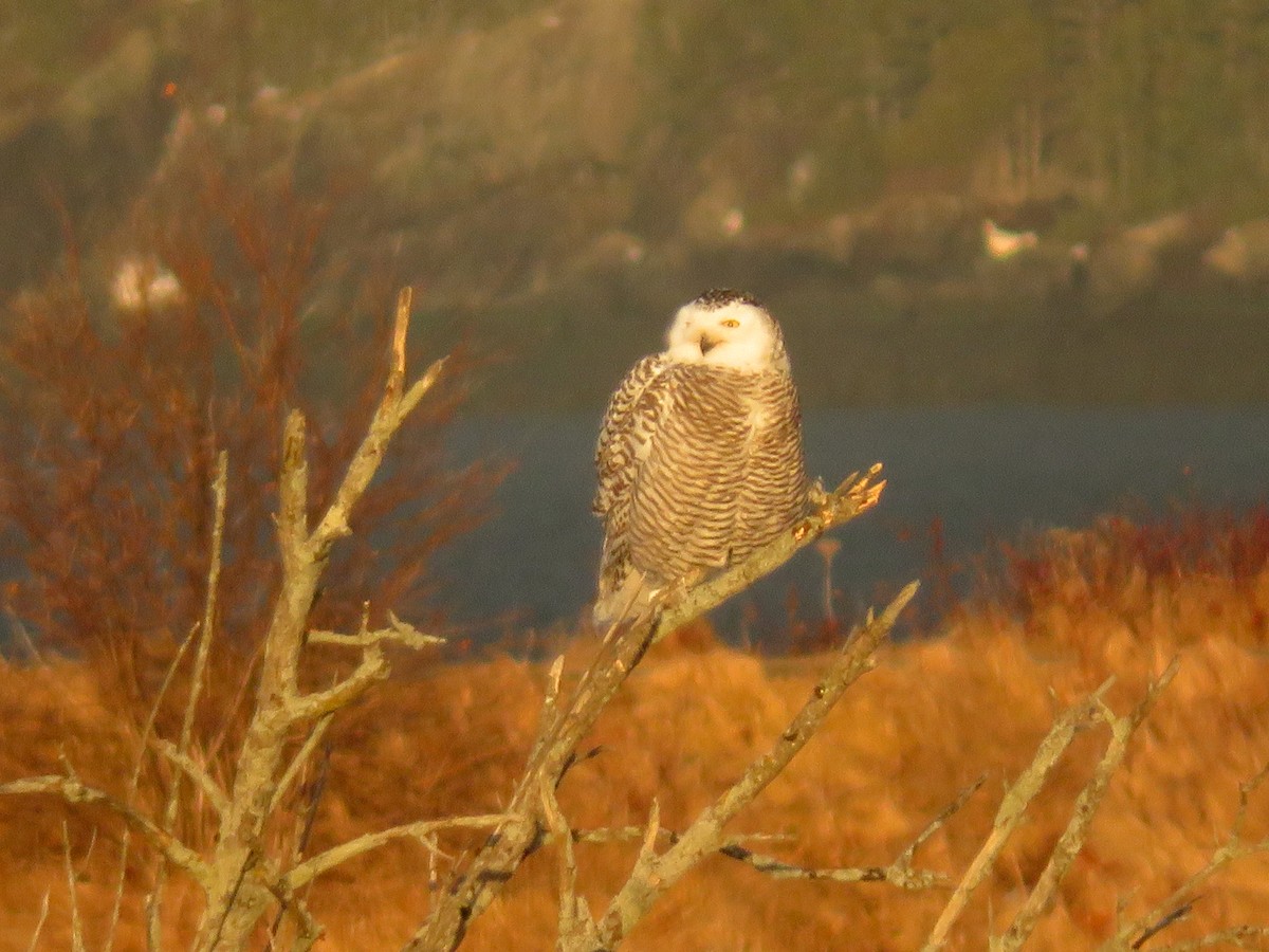 Snowy Owl - Susan Bard