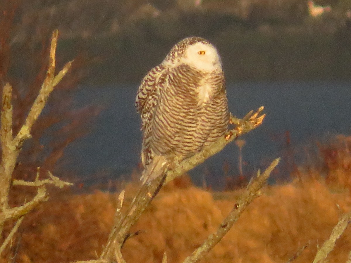 Snowy Owl - Susan Bard