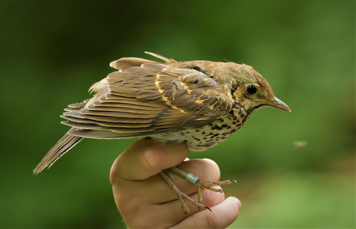 Song Thrush - ML416518591