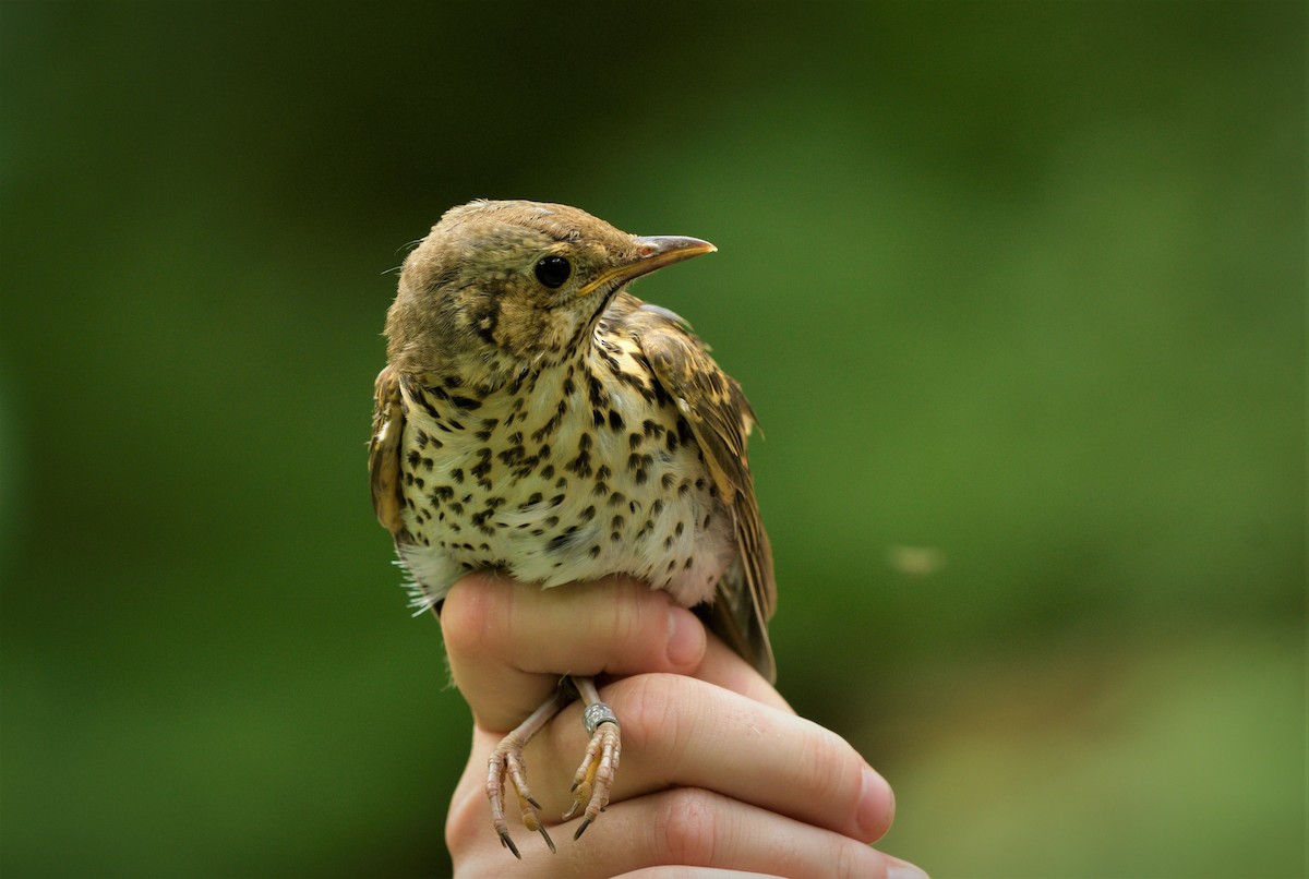 Song Thrush - ML416518601