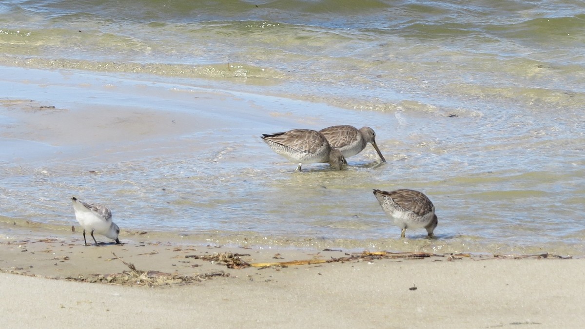 Short-billed Dowitcher - ML416519321