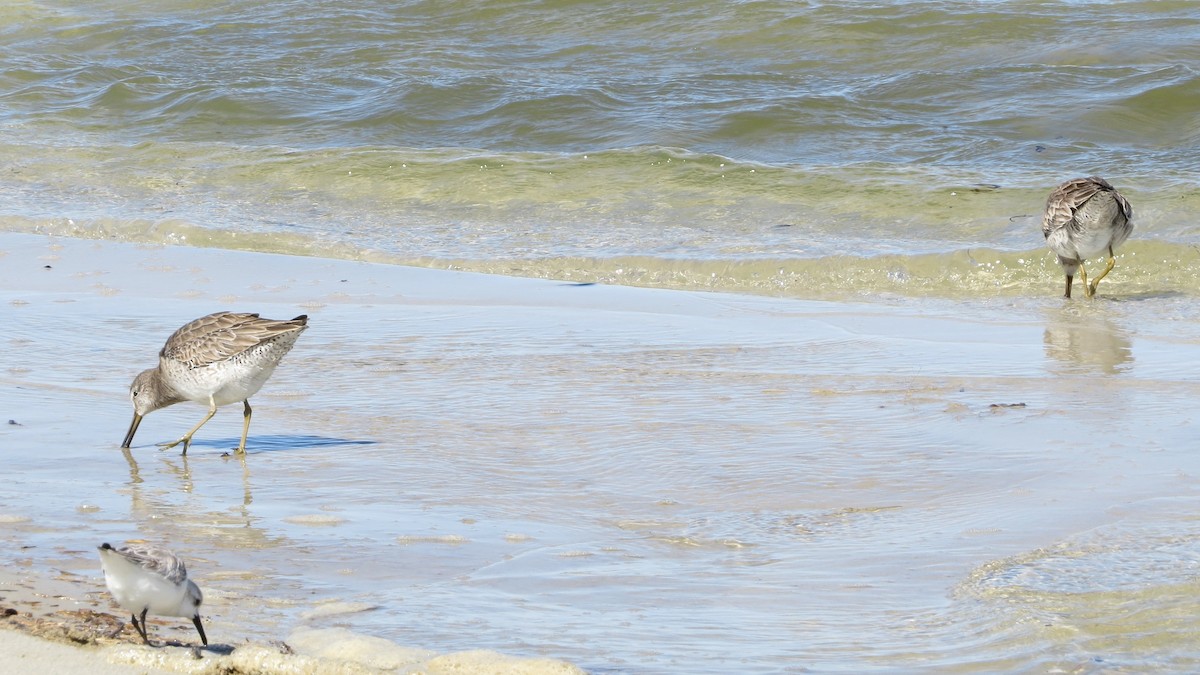 Short-billed Dowitcher - ML416519361