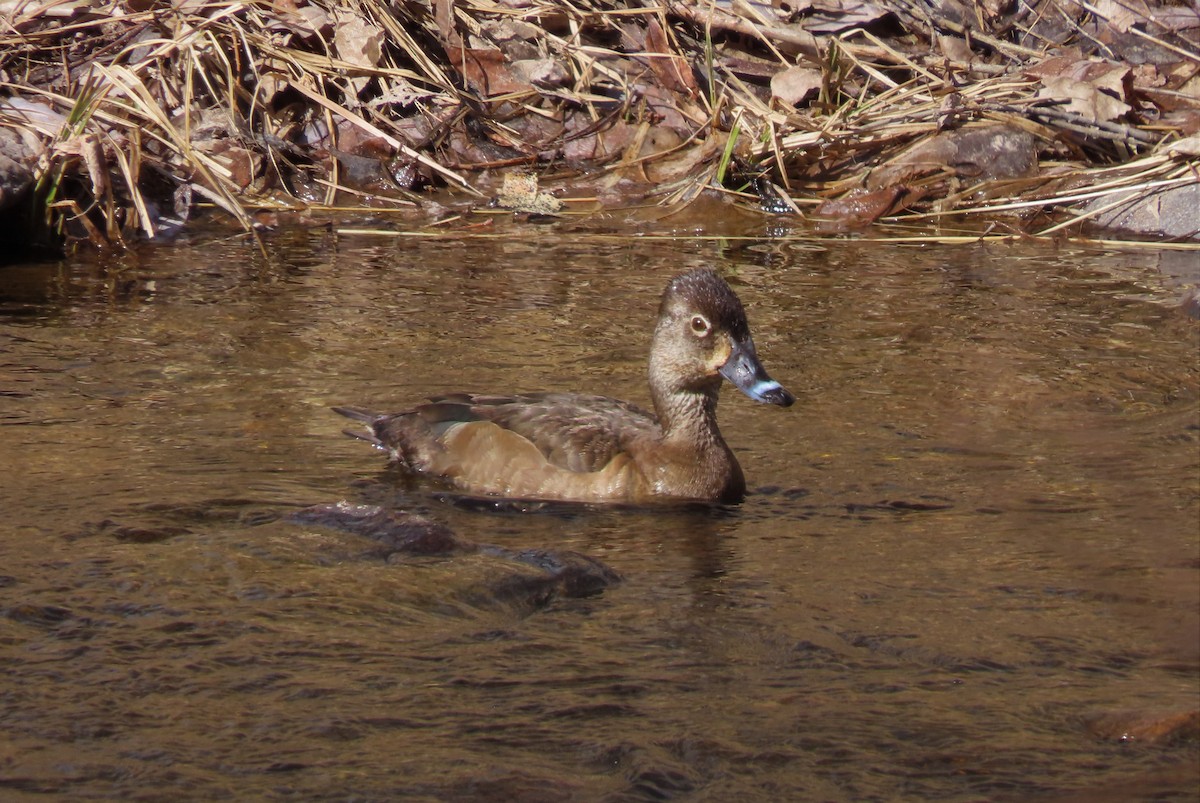 Ring-necked Duck - ML416520201