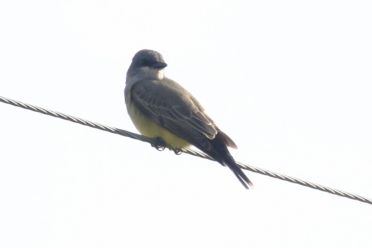 Cassin's Kingbird - Linda Pittman