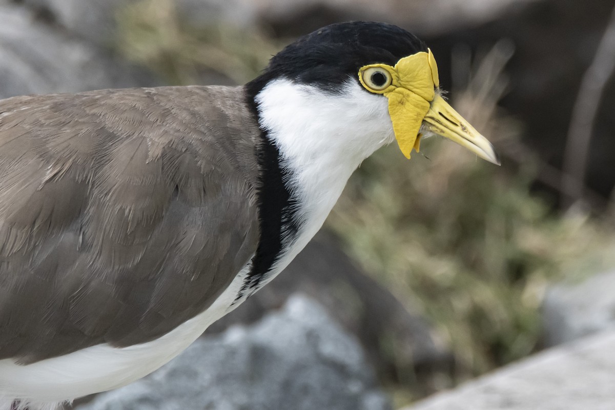 Masked Lapwing - Owen  Lawton