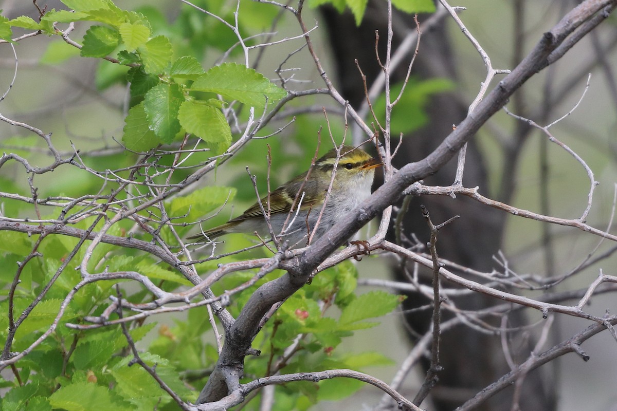 Pallas's Leaf Warbler - Olga Zaytseva