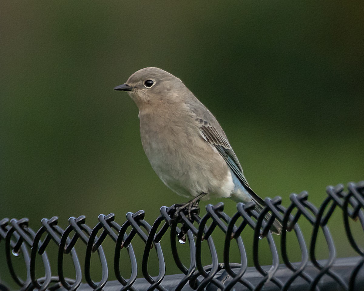 Mountain Bluebird - Ray Woods