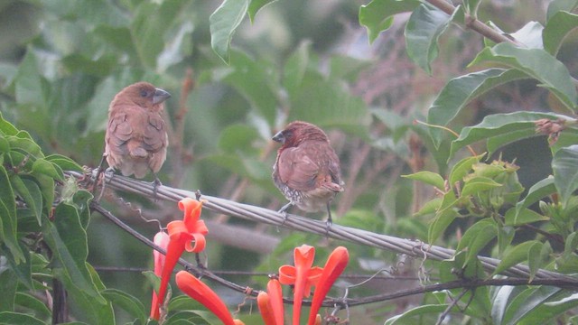 Scaly-breasted Munia - ML416524811