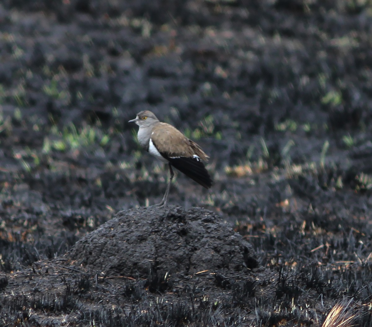 Senegal Lapwing - ML416524821