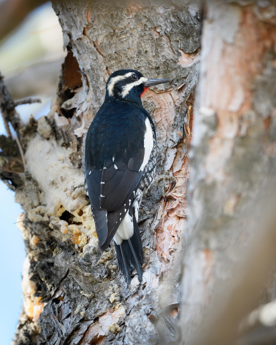 Williamson's Sapsucker - ML416526801