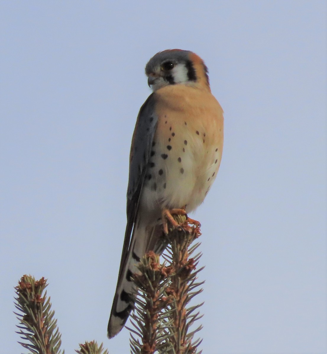 American Kestrel - ML416528481