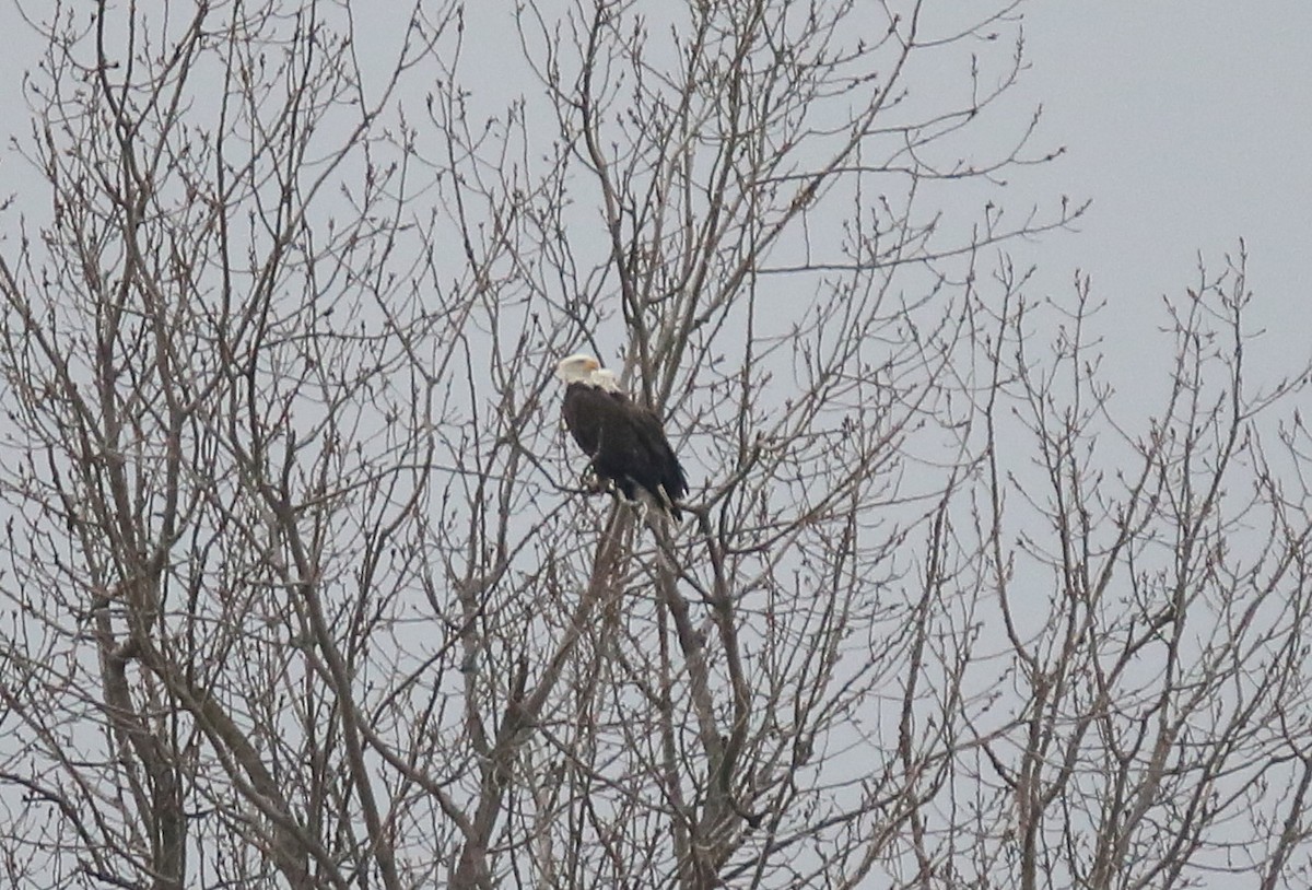 Bald Eagle - ML41653081