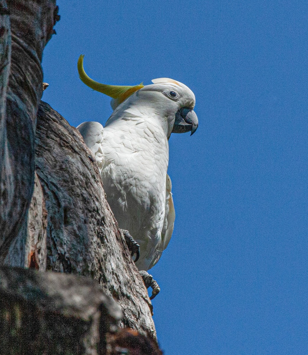 Sulphur-crested Cockatoo - ML416532931