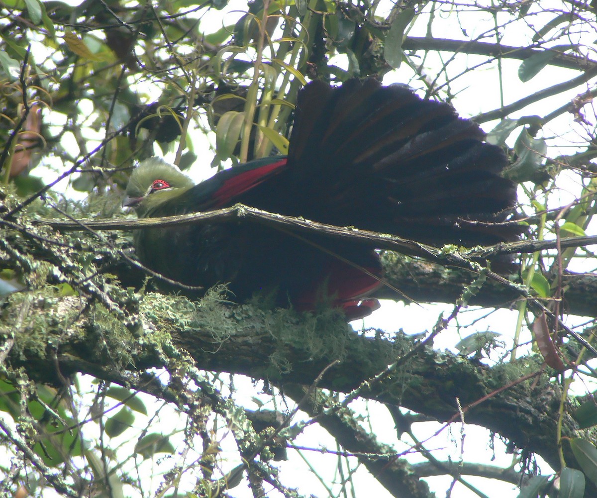 Black-billed Turaco - ML416532971