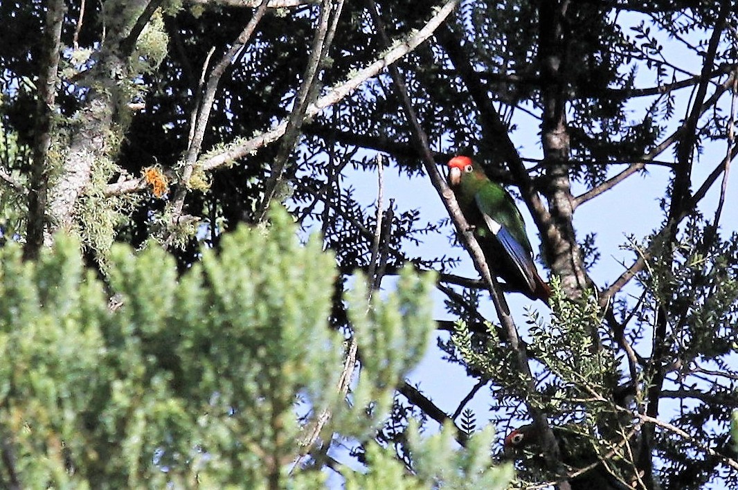 Rose-headed Parakeet - ML416533181