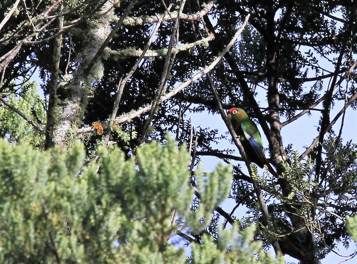 Rose-headed Parakeet - ML416533191