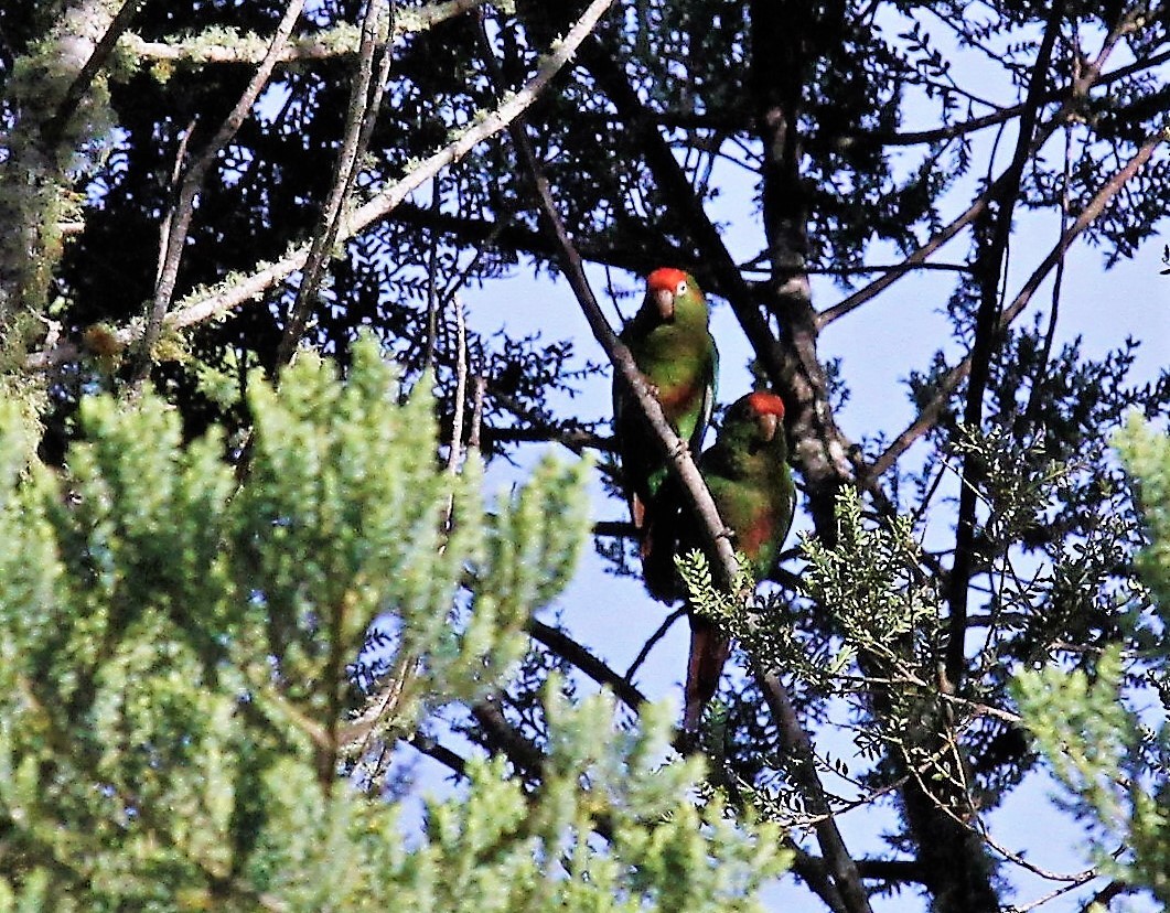 Rose-headed Parakeet - ML416533201