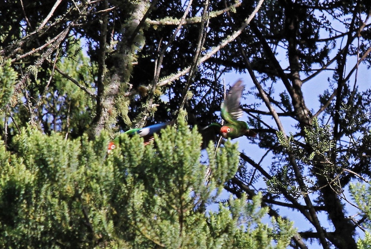 Rose-headed Parakeet - ML416533211
