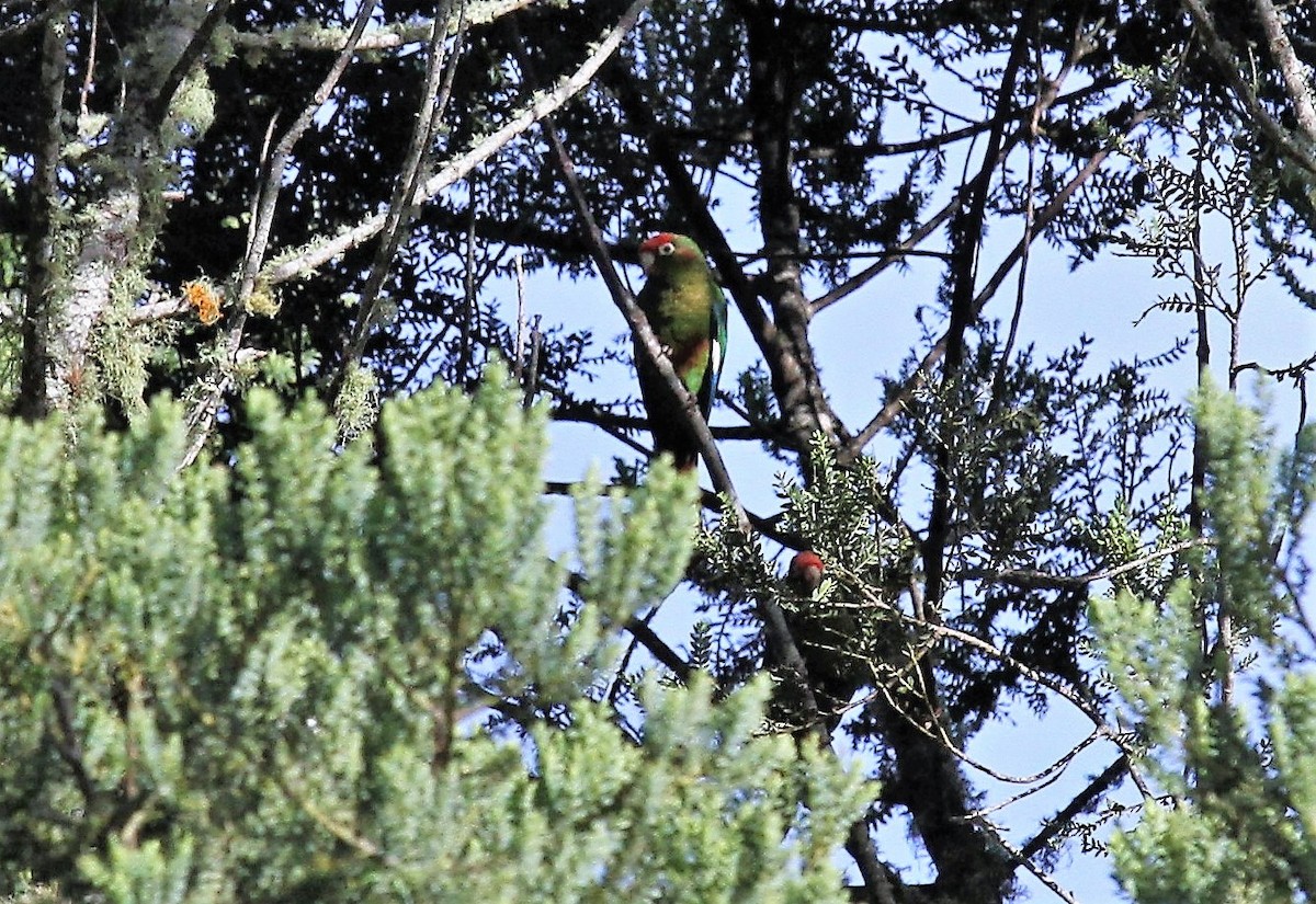 Rose-headed Parakeet - ML416533221