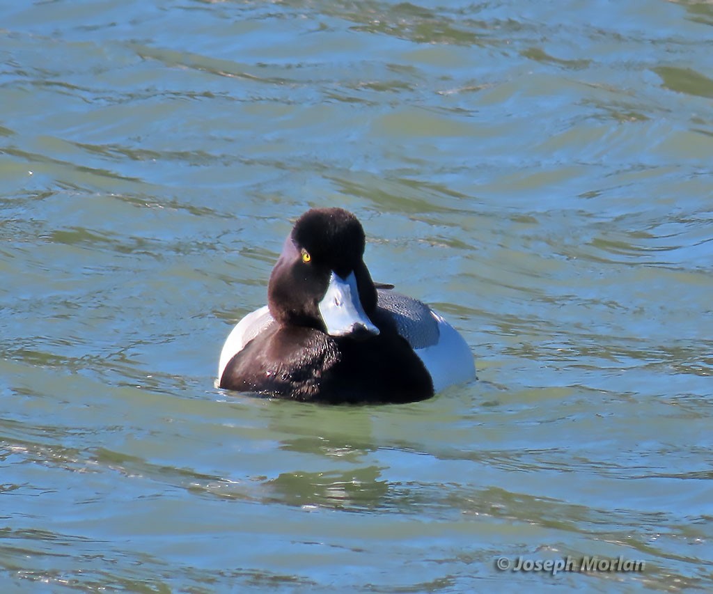Greater Scaup - ML416533451