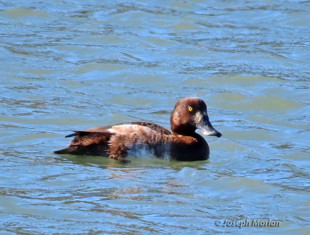 Greater Scaup - ML416533461
