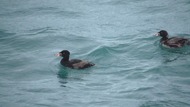 Surf Scoter - ML416534801