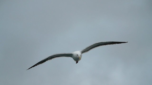 Western Gull - ML416534901