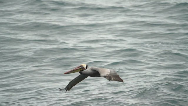 Brown Pelican - ML416534971