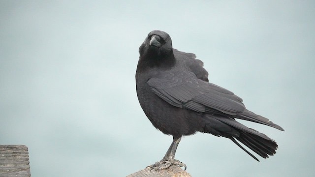 American Crow - ML416535031