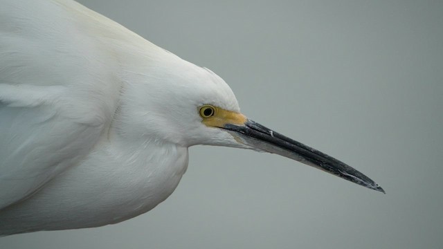 Snowy Egret - ML416535041