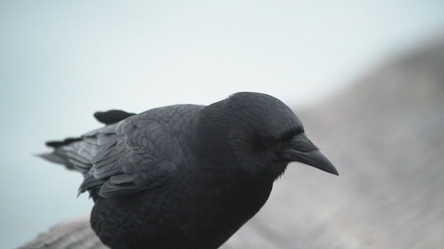 American Crow - ML416535521