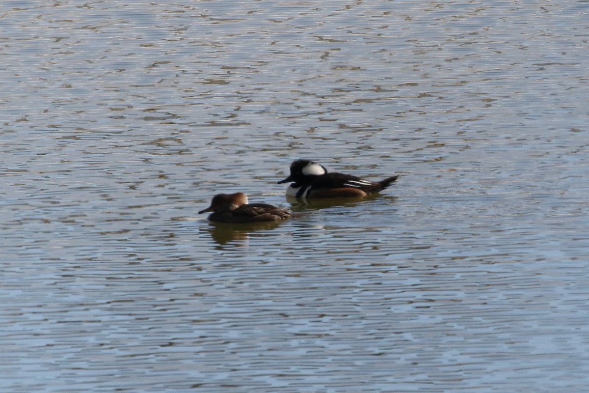 Hooded Merganser - Laurens Halsey