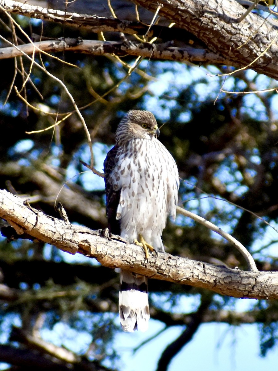 Cooper's Hawk - Gillian Hardcastle