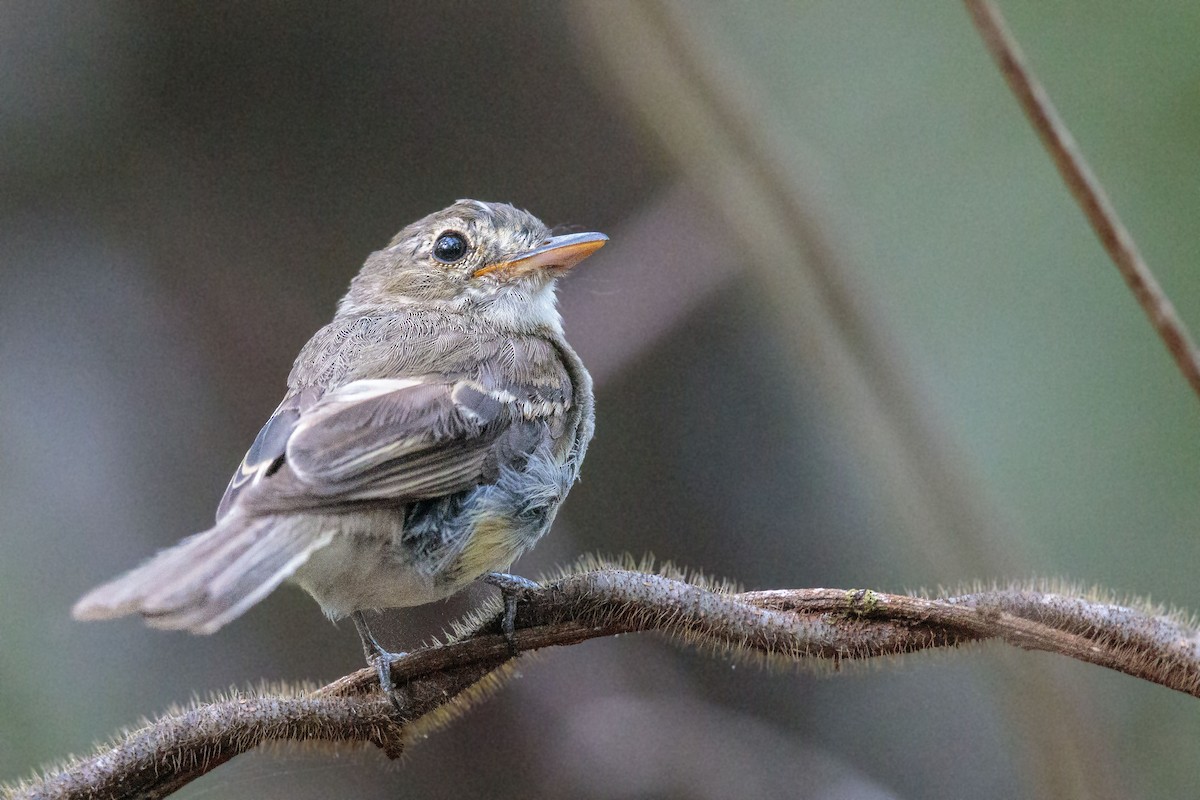 Euler's Flycatcher - ML416538111