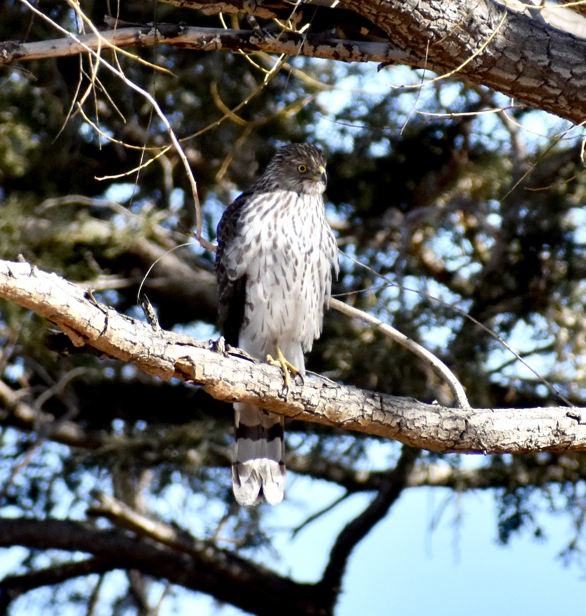 Cooper's Hawk - ML416538151