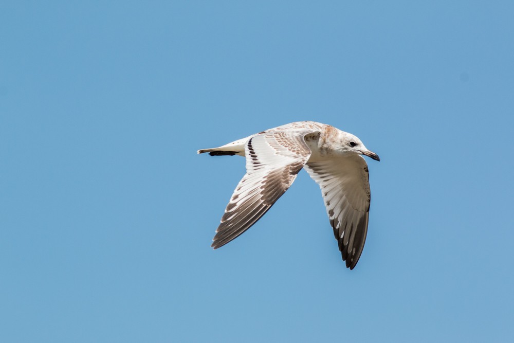 Mediterranean Gull - ML41654361