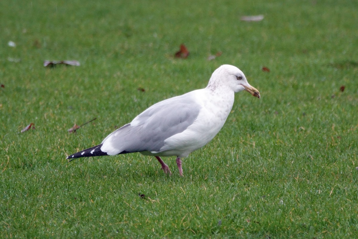 Herring Gull - Carl Haynie